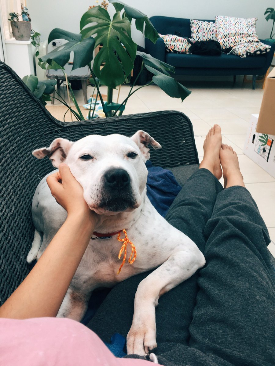It’s #NationalRescueDogDay and I wrote a guest blog for the <a href="/RSPCA_official/">RSPCA (England & Wales)</a> about our experience adopting a senior Staffordshire Bull Terrier and why you should ignore the myths and consider it too! 

rspca.org.uk/-/blog-why-we-…

#AdoptDontShop