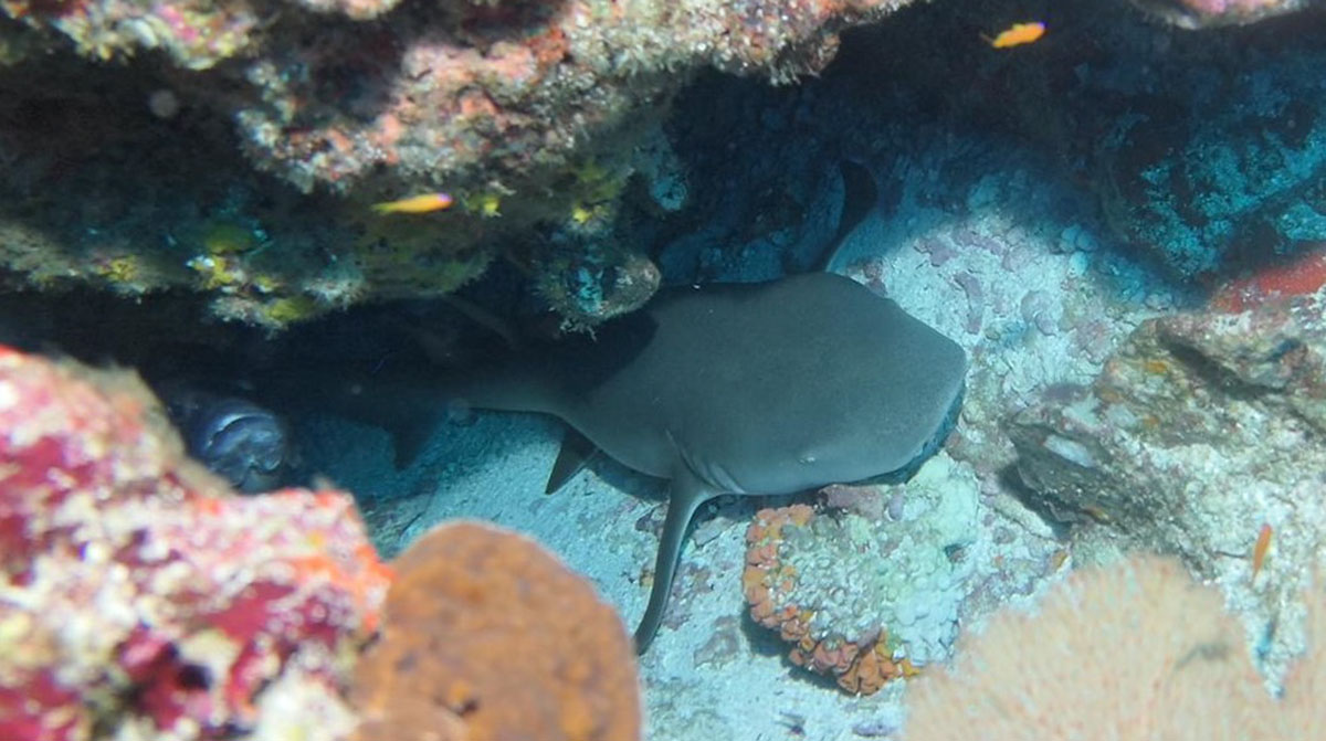 SimilanDiveTour's tweet photo. Yes, there are sharks 🦈 in Thailand! Swimmers don’t need to be worried. Patient &amp; eagle-eyed snorkellers can get excited. And divers can rejoice!
https://t.co/WXXama7saX
#sharks #diving #thailand #scuba #notroublesjustbubbles #ntjb https://t.co/PIJQJ0wVIj