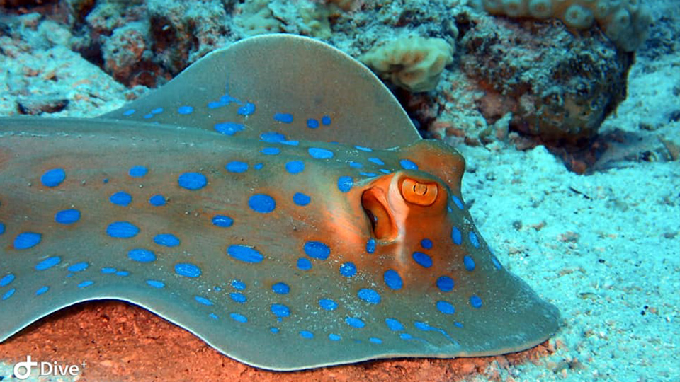 Egypt is a popular holiday destination for people from many countries. But it’s especially attractive for scuba divers.
notroublesjustbubbles.com/diving-destina…
#redseadiving #liveabroad #liveaboarddiving #liveaboarddivingtrip #egyptdiving #scubadiving #notroublesjustbubbles #ntjb