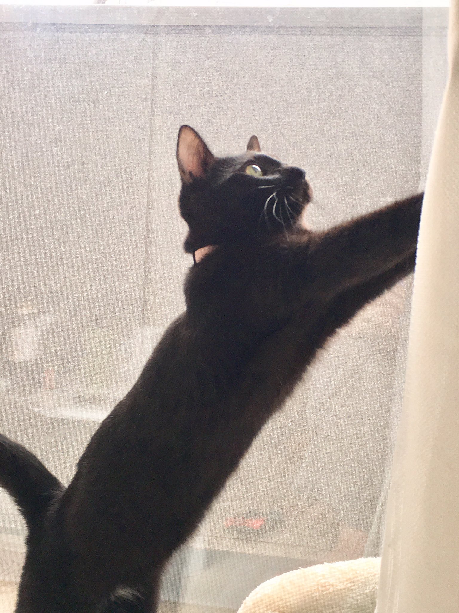 黒猫のツバキ Fip寛解 経過観察34日目 毎朝 起きてー と言うかのようにツバキに髪を食べられながら起こされるのが日課です 今日もとても元気でした Fip Fip闘病中 猫好きさんと繋がりたい 猫のいる暮らし 黒猫 T Co Nkfmubi8dp Twitter