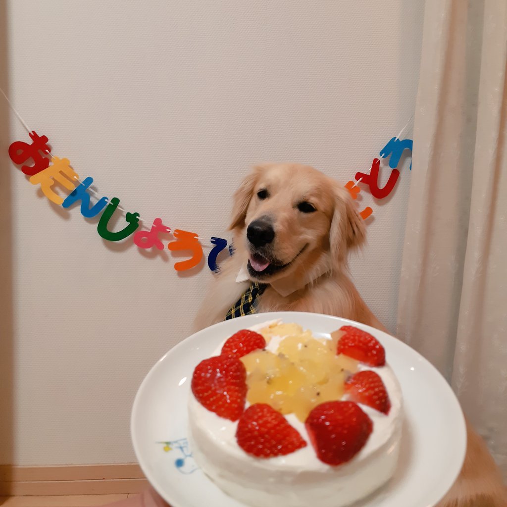 今日はSunny2歳の誕生日🎂❤️
長生きしてね😌