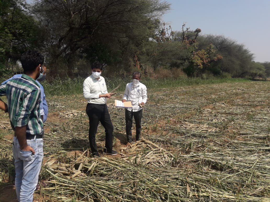 ટાઉટે વાવાઝોડાના લીધે બાજરી, મગફળી, ડાંગર તેમજ પપૈયાના પાકને થયેલ નુકસાનનું તાલુકા વિકાસ અધિકારીશ્રી તેમજ મદદનીશ ખેતીવાડી નિયામકશ્રી જોડે સર્વેક્ષણ કર્યું. <a href="/collectorkheda/">Collector Kheda</a> <a href="/pkumarias/">Pankaj Kumar</a> <a href="/Manish_guj/">Manish Bhardwaj</a>