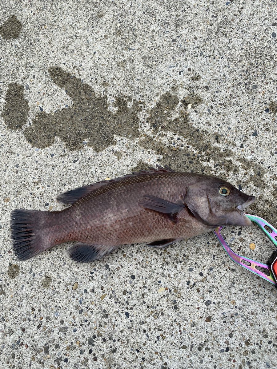 この魚何 この魚何