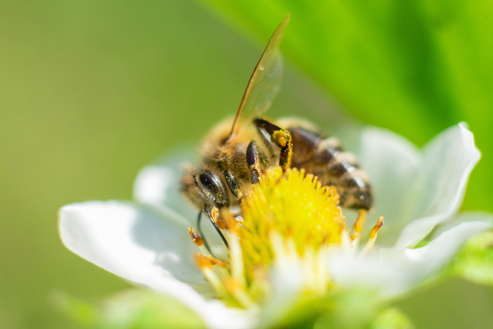 Focus_it's tweet photo. Buona Giornata mondiale delle #api: il 20 maggio si celebra il loro instancabile lavoro da cui dipendono, almeno in parte, tre quarti delle coltivazioni agricole mondiali #WorldBeeDay https://t.co/77A5Uof4A1 https://t.co/qHssTWkKqV