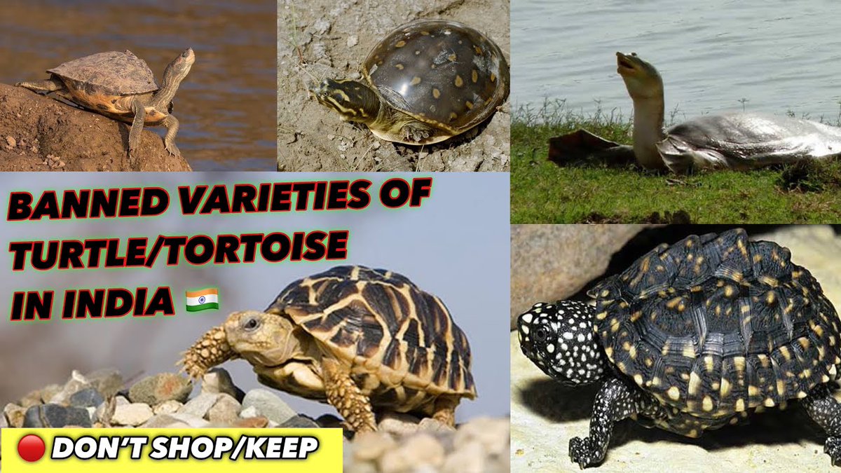 FlakeFood's tweet image. Aquariums: BANNED ...
 
#DharampethAquarium #HamiltonTurtle #IndianFlapshellTurtle #IndianRoofTurtle
 
flakefood.com/319332/aquariu…