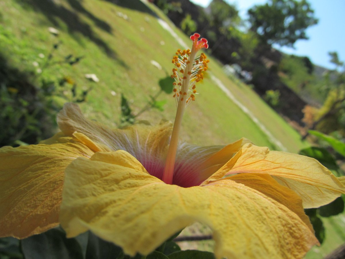 IshanBlog's tweet photo. Macro Photography 

Captured by Canon

#Canon 
#Flowers 
#macrophotography 
#Canon https://t.co/IeXOKqYtf6