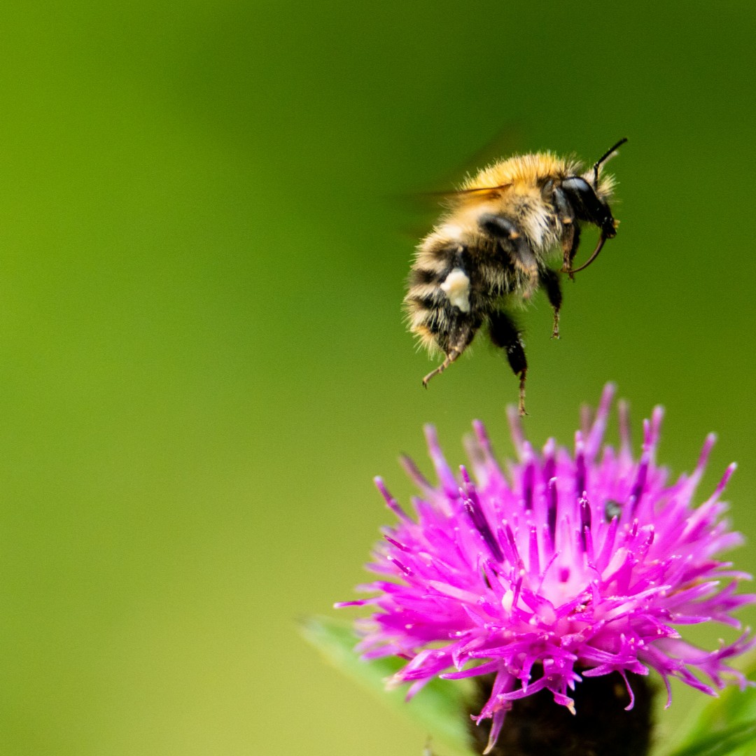 nationaltrust's tweet photo. Happy #WorldBeeDay everyone. There's over 250 species of bee in the UK, we've pictured just four here 🐝

Can you tell which is the common carder bee, ashy mining mee, tawny mining bee and honey bee? https://t.co/r9bw9vCgEX