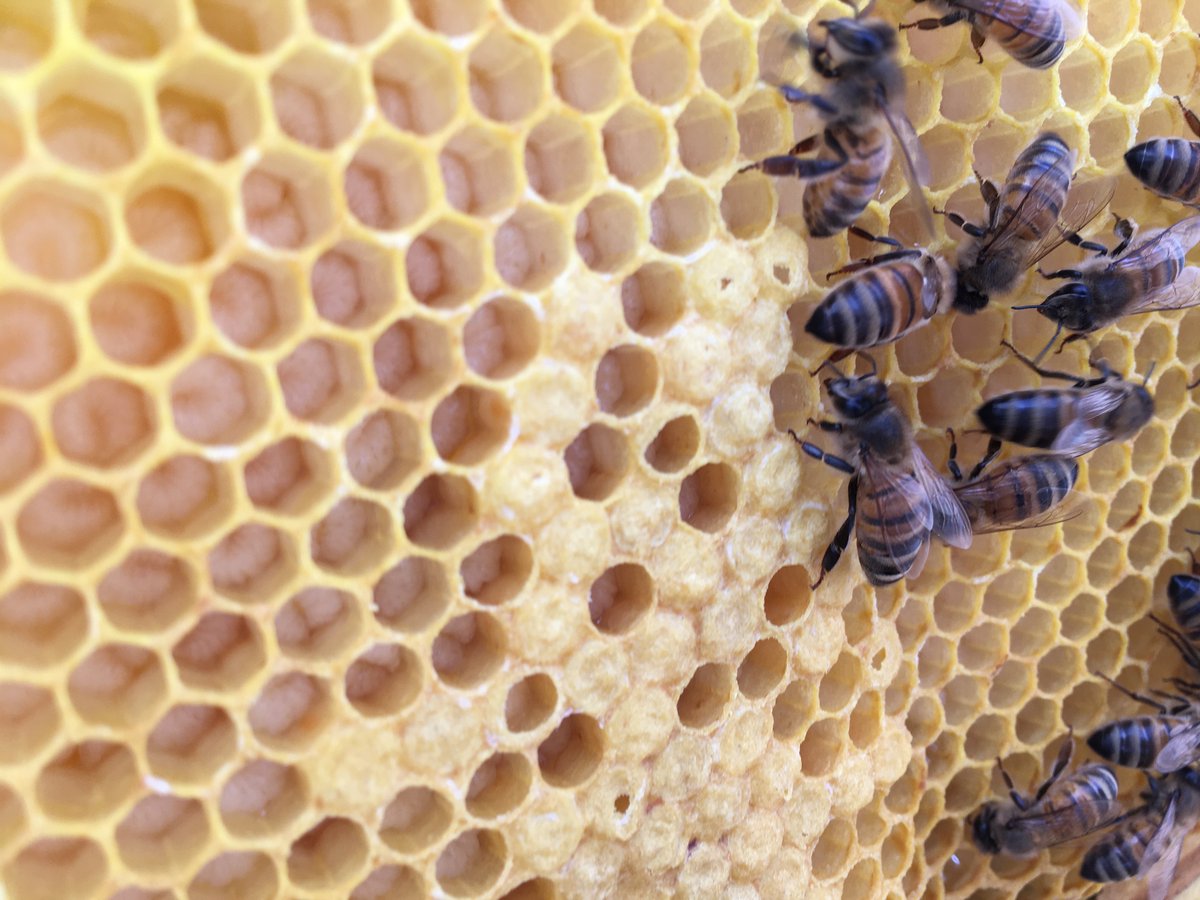 HS Niederrhein (@hsniederrhein) on Twitter photo Zum heutigen #Weltbienentag gibt es ein neues Digitalisierungsprojekt, das dazu beitragen soll Bienen-schonender zu imkern. Mit <a href="/clausbrell/">Claus Brell</a> vom <a href="/FBWirtschaft/">HS Niederrhein FB Wirtschaftswissenschaften</a> #bienenland in Willich u.a. Finanziert vom @bmel. Zur PM: bit.ly/3ypxIo3 Zum heutigen #Weltbienentag gibt es ein neues Digitalisierungsprojekt, das dazu beitragen soll Bienen-schonender zu imkern. Mit <a href="/clausbrell/">Claus Brell</a> vom <a href="/FBWirtschaft/">HS Niederrhein FB Wirtschaftswissenschaften</a> #bienenland in Willich u.a. Finanziert vom @bmel. Zur PM: bit.ly/3ypxIo3
