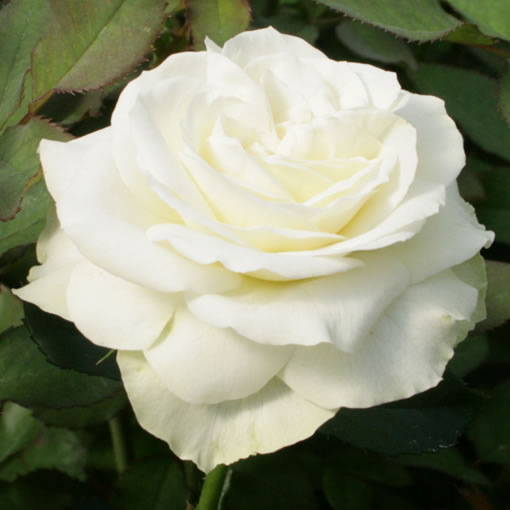 オキツローズナーセリー ブルジョン ドゥレーブ フランス語で 夢の蕾 という意味 小さな 蕾から想像できないような真っ白なロゼット咲きの花が咲きます T Co 6wjgsqvvcv 薔薇 バラ Rose 花写真 花 花を飾ろう 花を贈ろう T