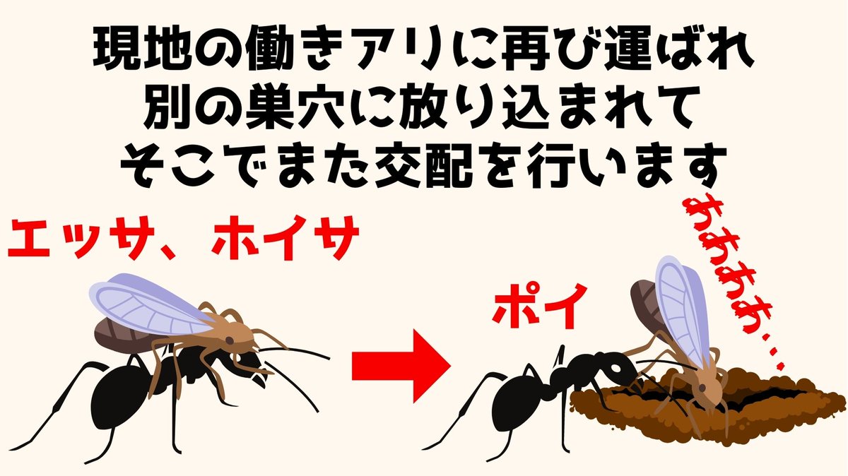 ｎｔｒあり注意 エレガンスな妹はたくましいオス達の集う 交尾室 に放り込まれて以来すっかりドスケベになってしまい 僕と一緒になるより その方が 幸せだろ Togetter