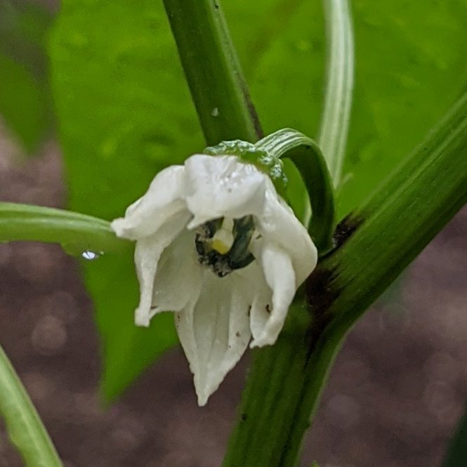 Samzairu こんにちは Samuzairuです 今日も梅雨らしい天気です 我が家の菜園のピーマンの花が咲きました ピーマンにはビタミンcやカロチンといった豊富な 栄養素が多く含まれており料理も使いやすいです 花言葉は 海の恵み 海の利益 花言葉の Samzairu こんにちは Samuzairuです 今日も梅雨らしい天気です 我が家の菜園のピーマンの花が咲きました ピーマンにはビタミンcやカロチンといった豊富な 栄養素が多く含まれており料理も使いやすいです 花言葉は 海の恵み 海の利益 花言葉の