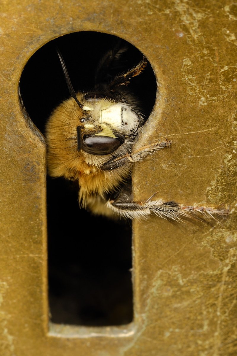 For #worldbeeday here's a hairy footed flower bee, Anthophora plumipes, it's one of the 270+ UK bee species &amp; 20,000 globally.

We recommend <a href="/BumblebeeTrust/">Bumblebee Conservation Trust</a>, <a href="/Buzz_dont_tweet/">Buglife</a>, <a href="/britishbee/">BBKA</a>, <a href="/bwars2000/">BWARS</a> &amp; <a href="/PoMScheme/">UK Pollinator Monitoring Scheme</a> in the UK for some great #bee resources.

📷 Anthony Cooper
