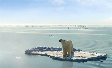 Rememebr ths cute polar bear that we used to see all the time as a symbol of 'climate change'?

Ever wondered why we don;t see it any more?

Its been dropped because polar bears are thriving!

Climate change seems to be good for them

50 yrs ago there were 5,000 bears. Now 25,000