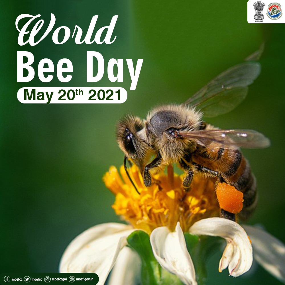 Moef Cc Bees Play Very Important Role In Maintaining Our Food Supply And Contributing To Biodiversity On Worldbeeday Let S Celebrate Their Important Role In Balancing The Ecosystem And Spread Understanding That Moef Cc Bees Play Very Important Role In Maintaining Our Food Supply And Contributing To Biodiversity On Worldbeeday Let S Celebrate Their Important Role In Balancing The Ecosystem And Spread Understanding That