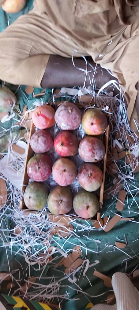 ExportMetro's tweet image. Sudan Apple Mangoes.  This mango variety so pulpy and hv good sweetness.  Its has started tapping the Middle East Market