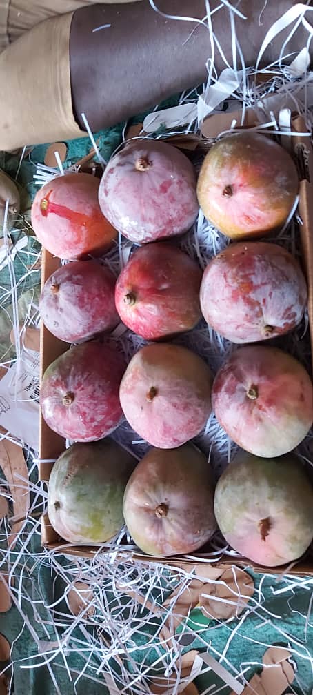 ExportMetro's tweet image. Sudan Apple Mangoes.  This mango variety so pulpy and hv good sweetness.  Its has started tapping the Middle East Market