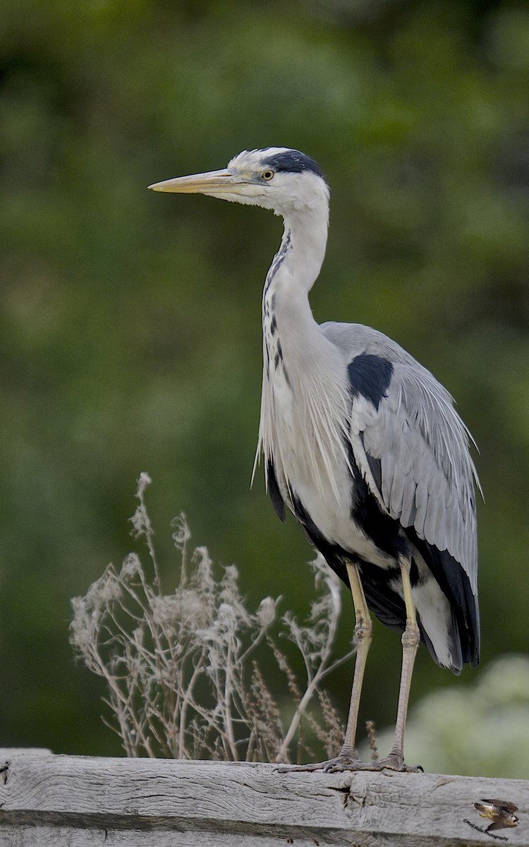 MaliHalls's tweet photo. #Heron...Its #overcast again here this #morning.

#Nature #birds #wildlife #TwitterNatureCommunity  #birdwatching #NaturePhotography #birding #WildlifePhotography https://t.co/aDb7iokUJp