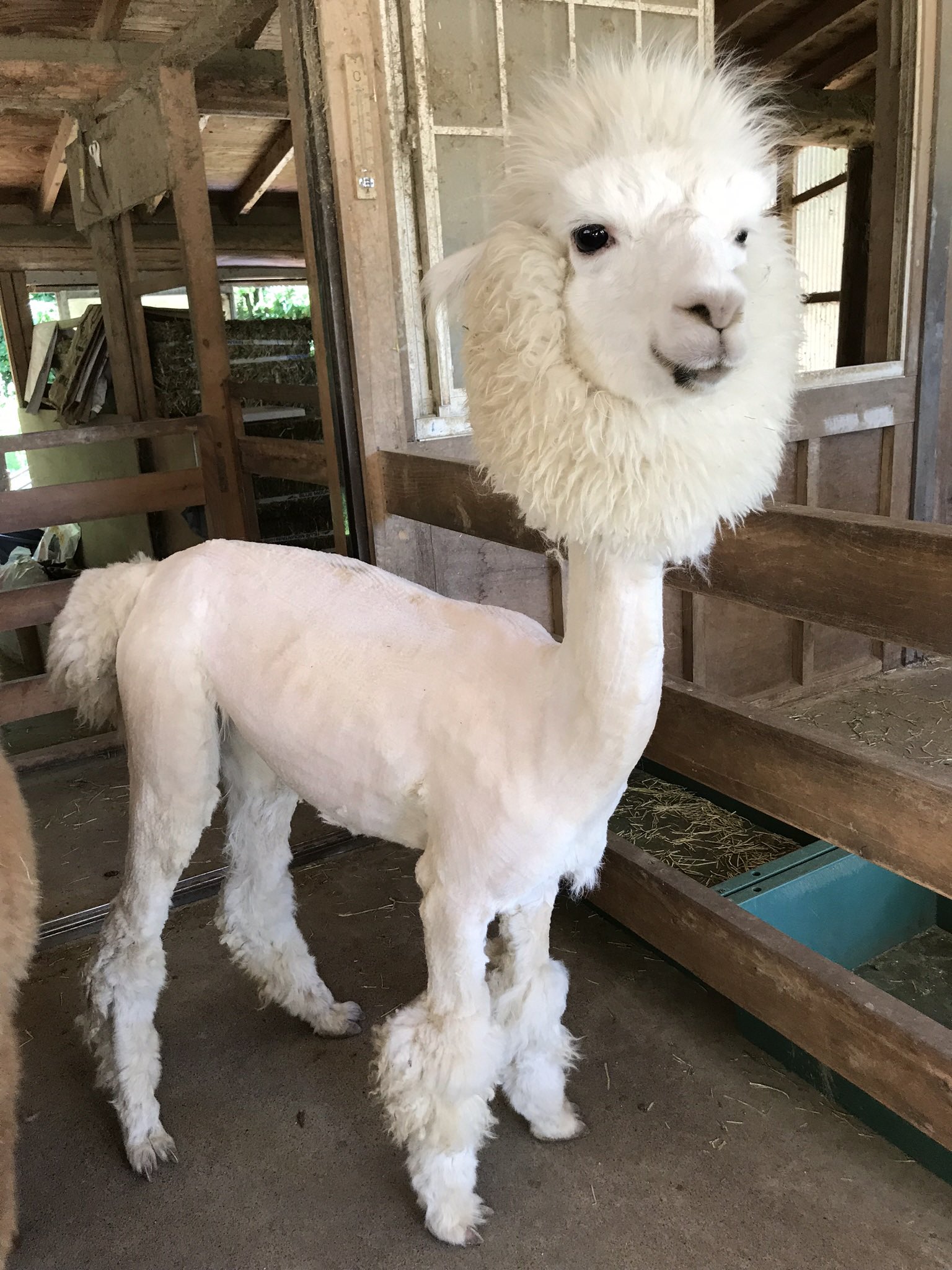 イワナの里 のんびりアルパカ牧場 Nonbirialpaca Twitter