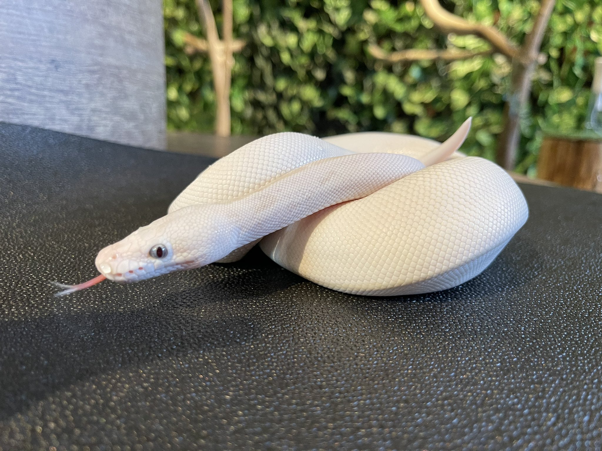 ふくろうカフェ楽園 公式 明日は己巳の日です ふくろうカフェ楽園 フクロウカフェ楽園 ふくろうカフェ フクロウカフェ Owlcafe アニマルカフェ 白蛇 シロヘビ 猛禽類 癒し 楽園 ペット 動物 ふれあい 群馬 高崎 金運アップ ヘビ