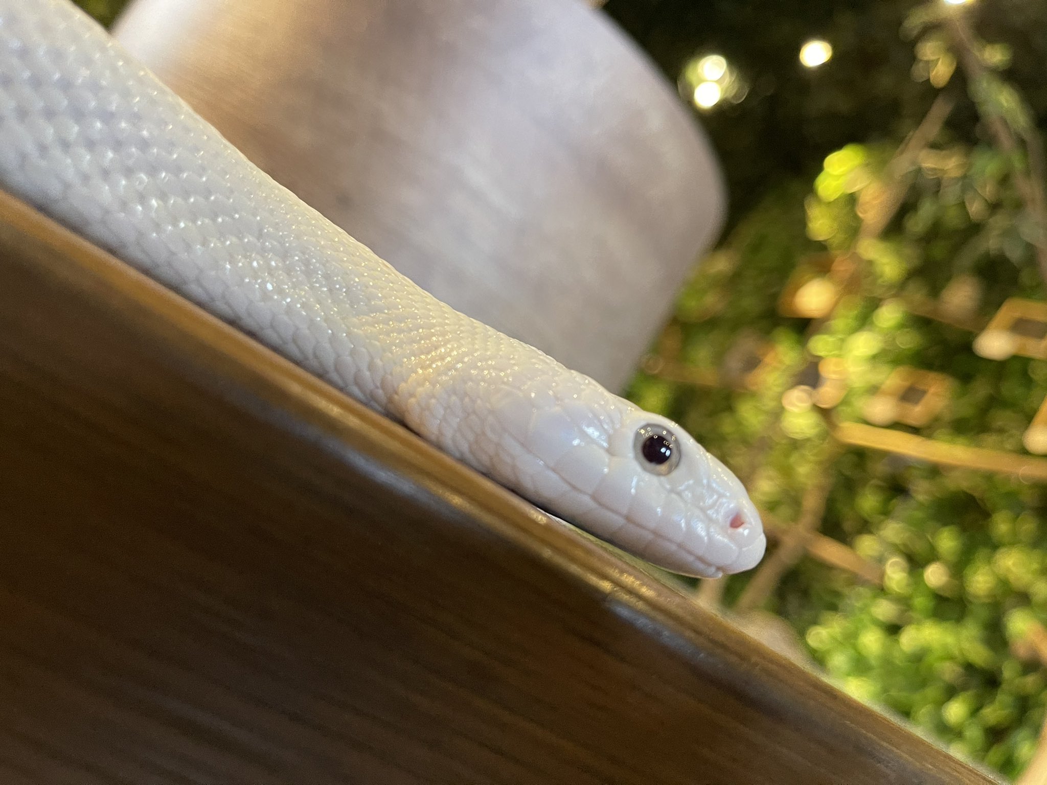 ふくろうカフェ楽園 公式 明日は己巳の日です ふくろうカフェ楽園 フクロウカフェ楽園 ふくろうカフェ フクロウカフェ Owlcafe アニマルカフェ 白蛇 シロヘビ 猛禽類 癒し 楽園 ペット 動物 ふれあい 群馬 高崎 金運アップ ヘビ