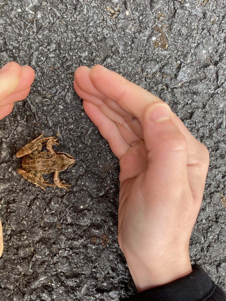 PPgallagher's tweet photo. Bio challenges underway for #Biodiversityweek2021 ! Hunt for a ladybird to be continued 😊 #biohunt   #BackyardBioblitz https://t.co/UFC8tD1JJj
