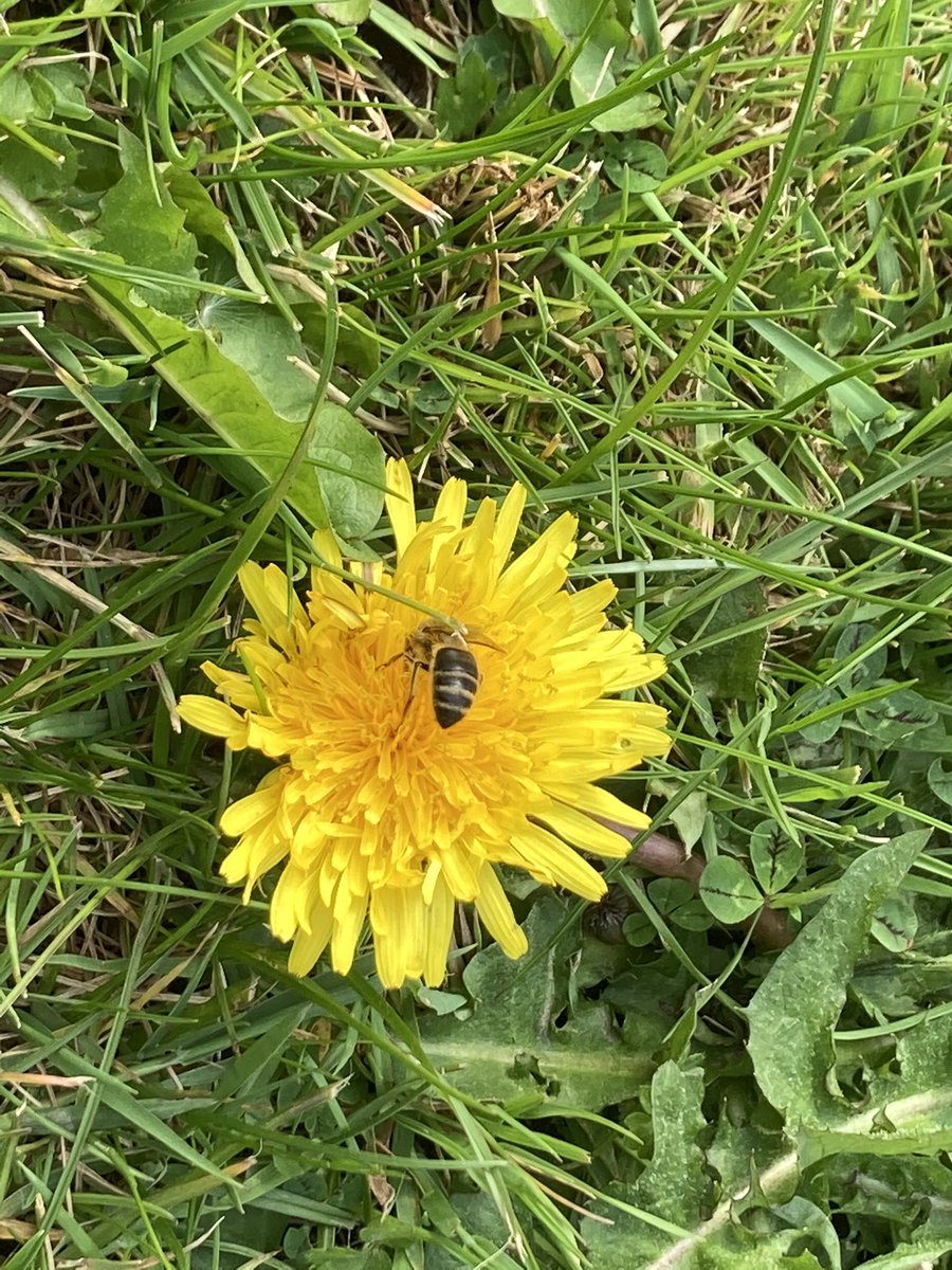 Bio challenges underway for #Biodiversityweek2021 ! Hunt for a ladybird to be continued 😊 #biohunt   #BackyardBioblitz