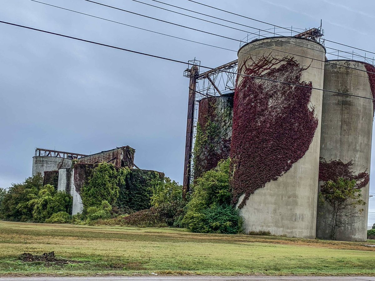 abandoned grain silos.. Tiptonville, Tennessee.. #life #kentuckytravels #kentucky #travels #theappalachianlife #appalachian #tennessee #reelfootlake #grainsilo #urbex #abandonedplaces #abandoned #agriculture #farming #crops #farmer #ivy #ivycovered #tiptonville
