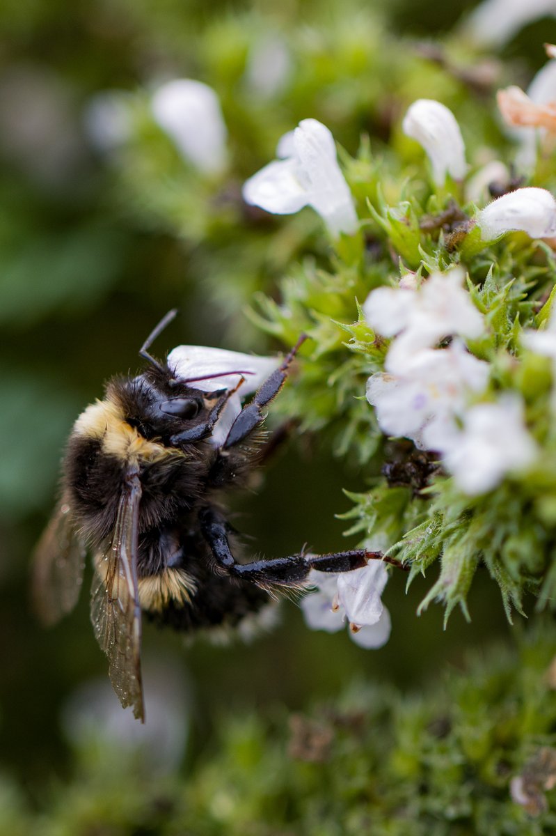 #WorldBeeDay
Depuis 2015, Vicat agit en faveur de la biodiversité avec "Odyssée", une démarche volontaire et innovante dédiée à la préservation des insectes pollinisateurs et des abeilles sauvages.🐝
📷 Jardinière en béton fibré.
👉🏻 loom.ly/OIJTTuE
#BâtirLeVivreEnsemble