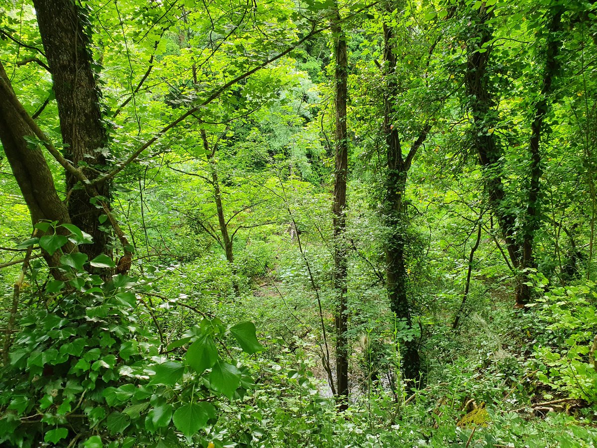 LudiMartinez0's tweet photo. Aujourd'hui, c'était envol de #Geaisdeschenes et course poursuite d'#écureuilsroux 🐦🐾🤗 C'est quand même pas mal le #teletravail à #DompierresurMer 🌳😊#WorkatHome #PlantezdesArbres #VivelesarbresenCharenteMaritime
@AggloLR @departement17 @LRzerocarbone @LaRochelle_OT https://t.co/tz5NrUyUHJ