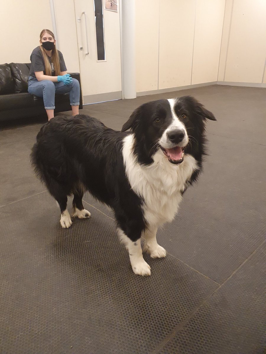 Working Animal Cognition tweet media