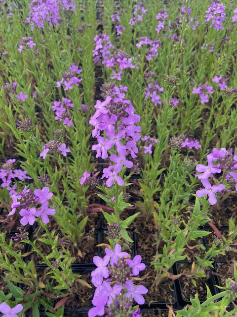 Our Full Availability List is back! we have a vast selection of stunning Alpines and Perennials waiting to be chosen.

Order before 12 noon on Monday 24th May for guaranteed Week 21 Delivery.

Order Here --> gedneybulb.co.uk/online-orderin…