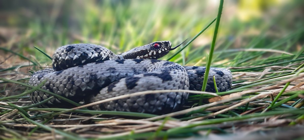 Ukan__'s tweet photo. (19.05.2021)
Vitosha, Bulgaria
Common adder (Vipera berus) https://t.co/hjIvSF6NhC