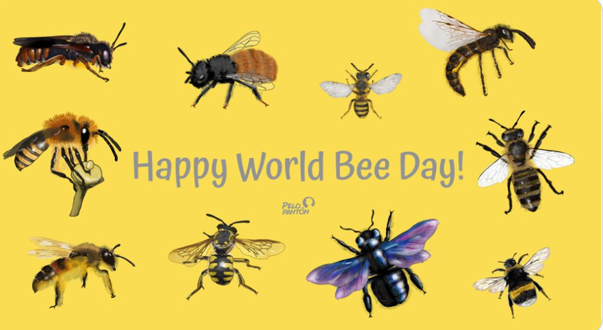 🐝Avui és el #WorldBeeDay2021, data triada per conscienciar-nos de la importància dels pol·linitzadors, les amenaces a què s'enfronten les #abelles i la seva contribució al desenvolupament sostenible.
🐝Bon dia per seguir el projecte #UABee.

💚 Il·lustració de <a href="/pelopanton/">Pelopantón ✏️ + 💚 + 🍉</a>👇