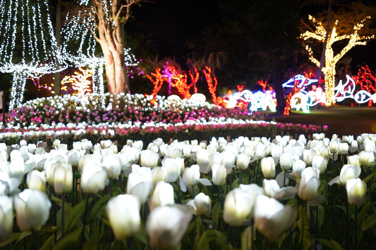 東南植物楽園 V Twitter カウントダウン あと11日 ひかりの花畑でパシャリ 白とピンクの花が一面に輝きます 東南植物楽園 植物園 イルミネーション カウントダウン T Co Tng5xdwv31 Twitter