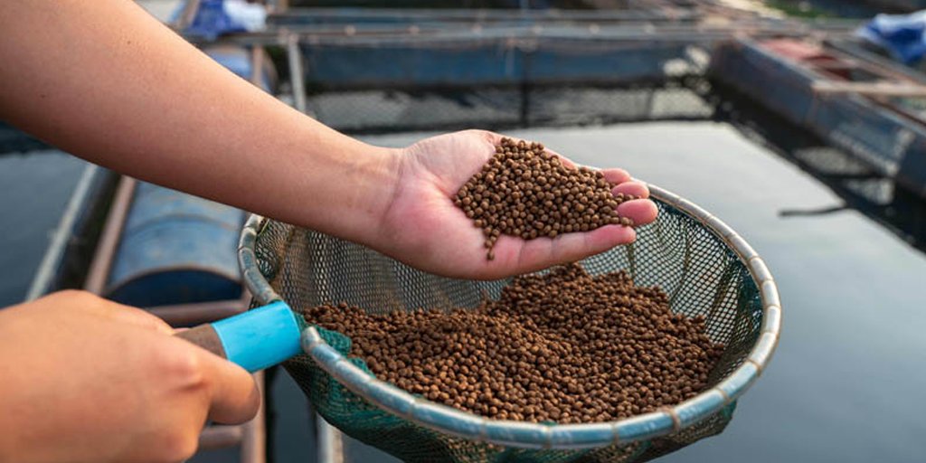 Valorización de residuos, impulso a la #economícircular y mejora de la sostenibilidad de los sectores de la #cerveza y la #acuicultura. 

#Life_BREWERY ha dado con una solución llave en mano testada y replicable en cualquier región europea.  
bit.ly/3ynOfsx