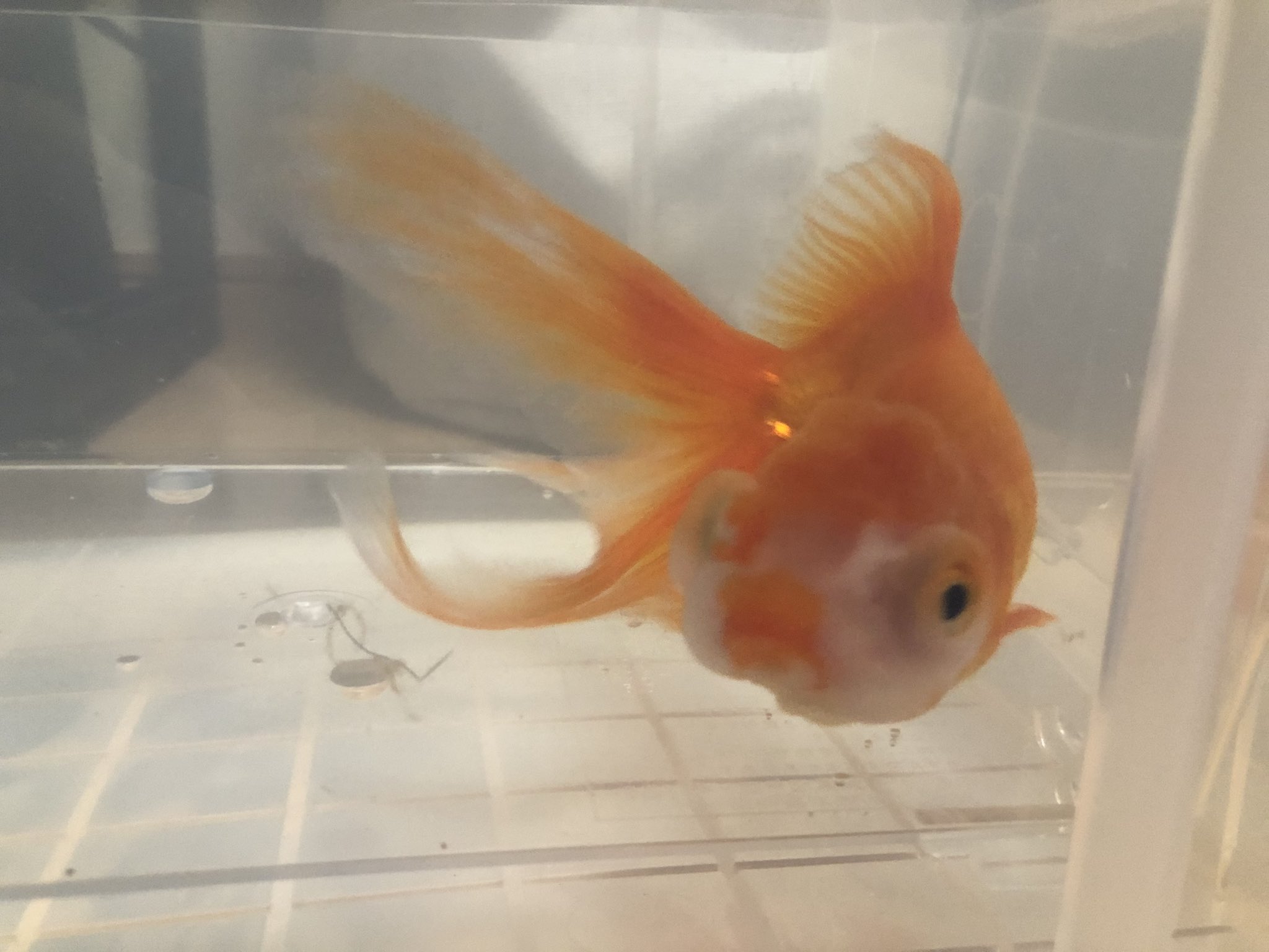 ジュン おうち金魚 救急 ポップアイ 治療法求む お腹に傷ができてたので塩浴していたはなぶさくんがポップアイという病気にかかってました こんな病気はじめて見た もし詳しい方いたら治療法教えて頂けると助かります