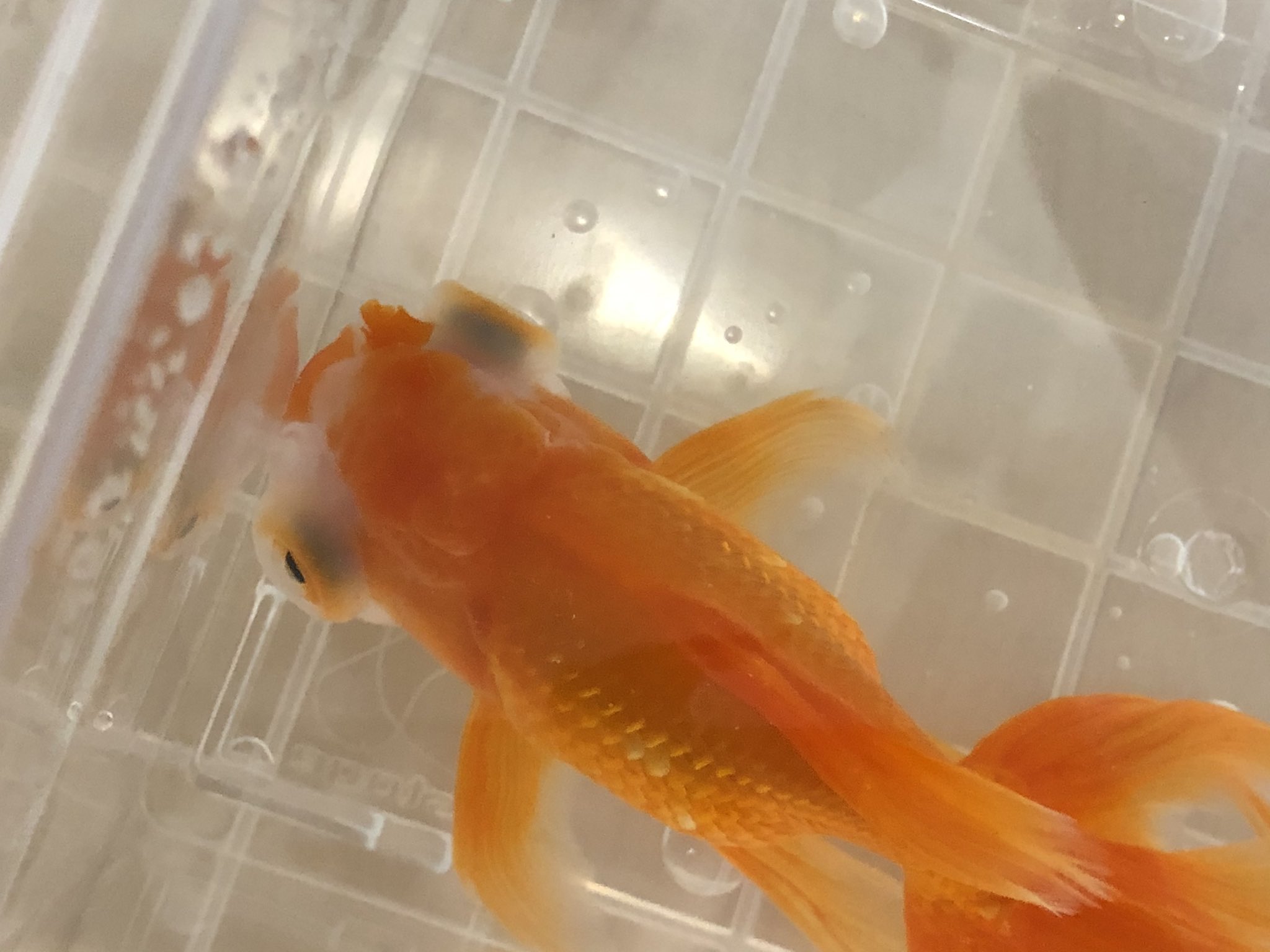 ジュン おうち金魚 救急 ポップアイ 治療法求む お腹に傷ができてたので塩浴していたはなぶさくんがポップアイという病気にかかってました こんな病気はじめて見た もし詳しい方いたら治療法教えて頂けると助かります ジュン おうち金魚 救急 ポップアイ 治療法求む お腹に傷ができてたので塩浴していたはなぶさくんがポップアイという病気にかかってました こんな病気はじめて見た もし詳しい方いたら治療法教えて頂けると助かります