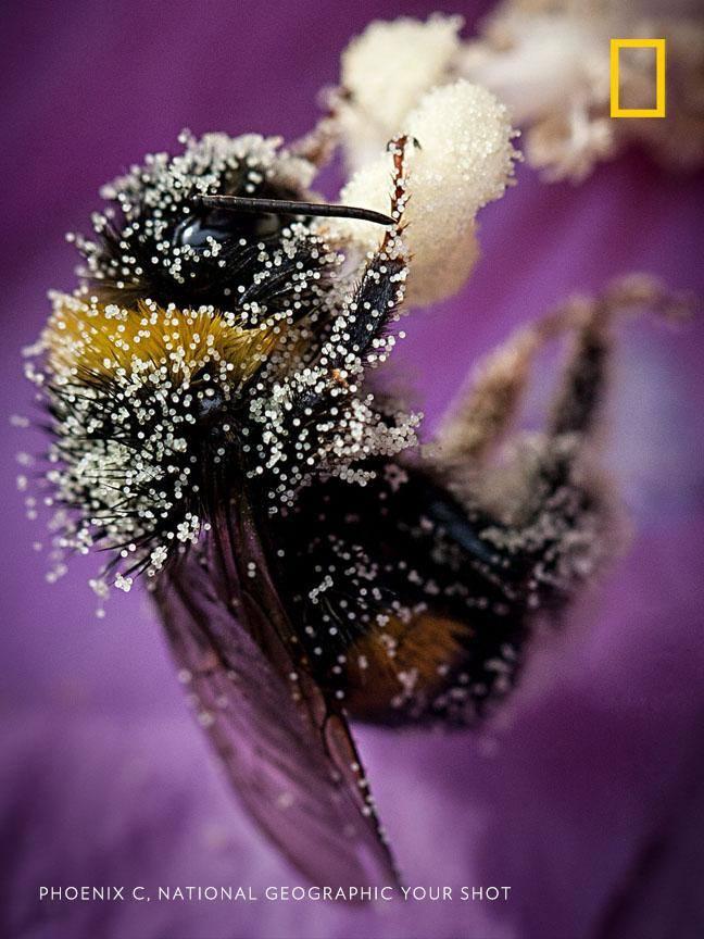 Happy #WorldBeeDay! 🐝Individual pieces of pollen are captured in crisp detail in this close-up portrait of a bee by Your Shot photographer Phoenix C