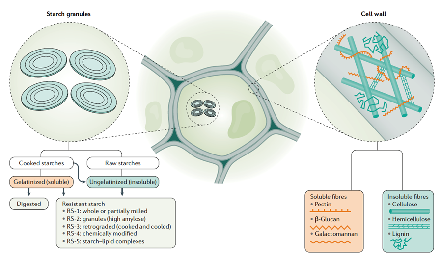ProfWhelan's tweet photo. Fibre is not one molecule

Some #fiber is soluble, some viscous and some fermentable. Its characteristics will impact its effect on the body.

Our review paper @NatRevGastroHep explores dietary #fibre in health and disease

Full paper is👉🏽https://t.co/31LNtoATs4

#YakultStudyDay https://t.co/IM8x1dwLGS