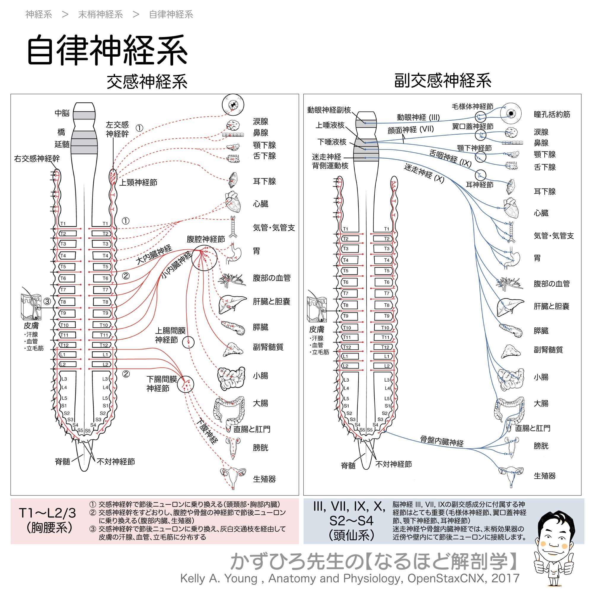 最新自律神経学 期間限定30％OFF! Amazon.co.jp: 最新自律神経学 : Japanese