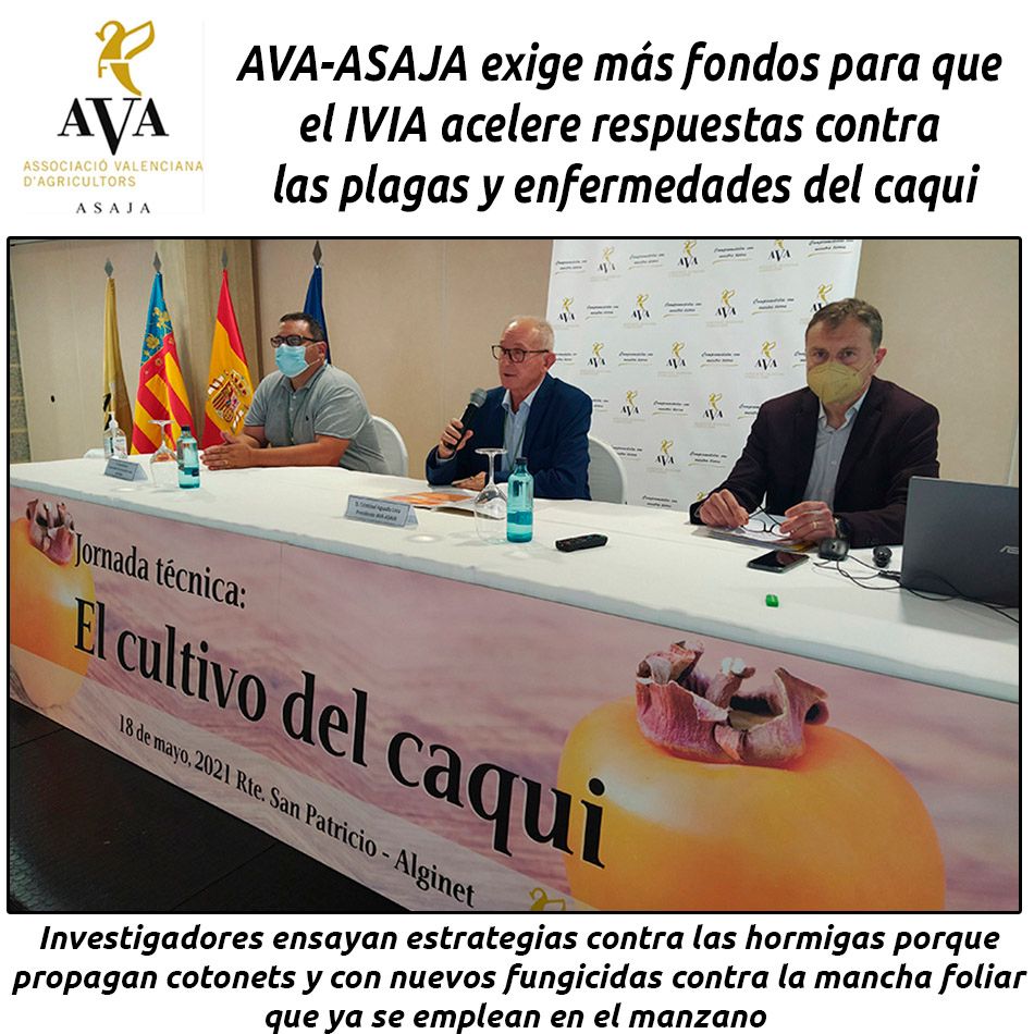 hosteleriaenvlc's tweet photo. AVA-ASAJA EXIGE MÁS FONDOS PARA QUE EL IVIA ACELERE RESPUESTAS CONTRA LAS PLAGAS Y ENFERMEDADES DEL CAQUI
https://t.co/wi9LrYwich
@ava_asaja @GVAivia @Cajamar #avaasaja #HosteleriaEnValencia #Fondos #Caqui #IVIA #Cajamar #EnfermedadesCaqui #PlagasCaqui #Hormigas #Cotonets https://t.co/gvO6kLyJUu