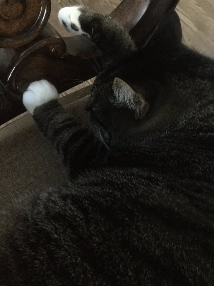 ZDngo's tweet photo. He sleep https://t.co/0xbXymGOE9