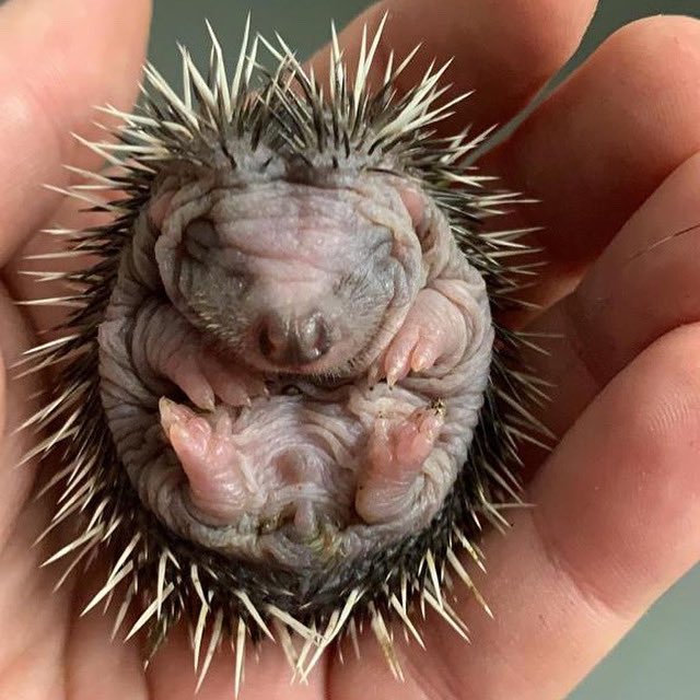 #thursdaymorning #wildlife #hedgehog #hoglets #worthing #westsussex #RESCUE #wildliferescue