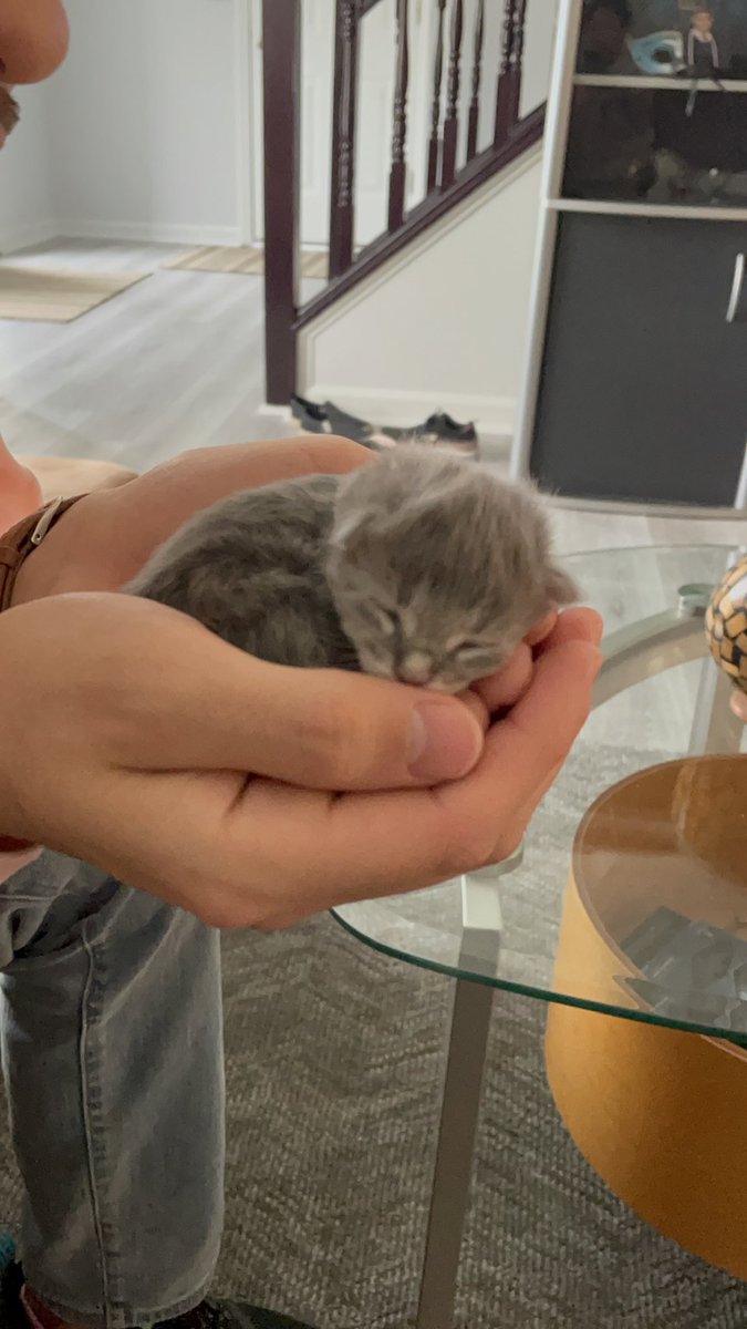 MerinChula's tweet image. Yall im finally a cat mom.. look how much hes grown!