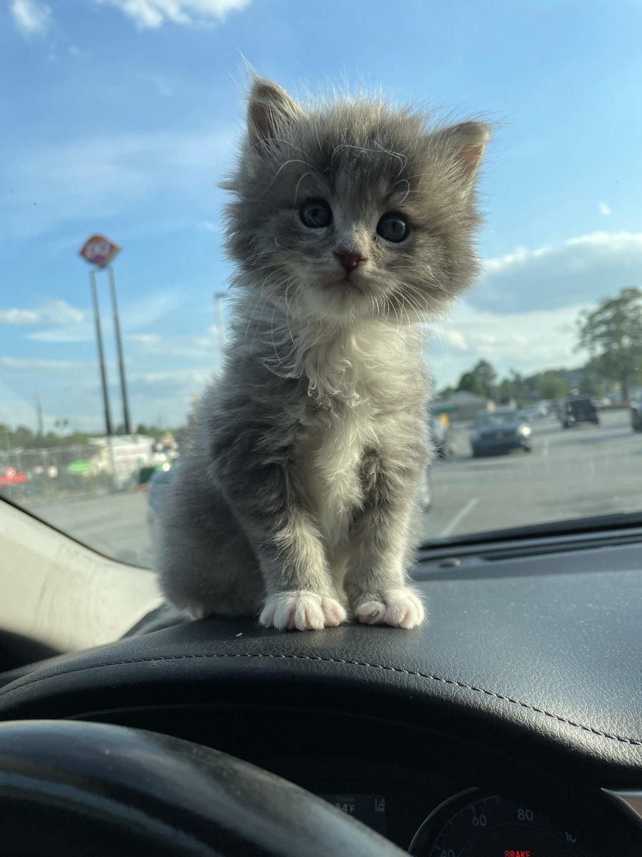 MerinChula's tweet image. Yall im finally a cat mom.. look how much hes grown!