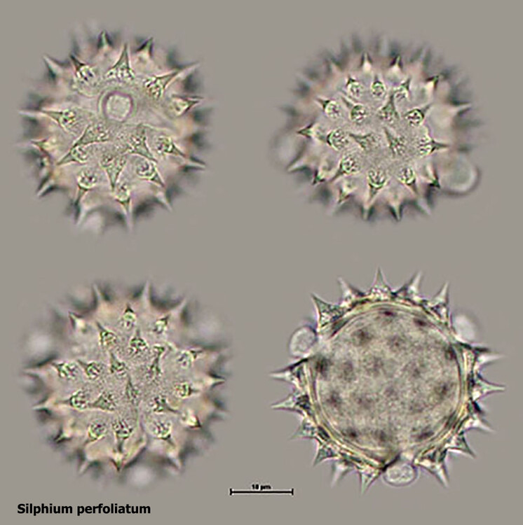 agesnews's tweet photo. #Weltbienentag: Die #Pollen-#Vielfalt wird mit mikroskopischer #Pollenanalyse sichtbar gemacht, um die Herkunft von #Honig zu bestimmen & das #Klima zu erforschen. Die weltweit einzigartige #Foto-#Datenbank #PalDat enthält über 35.000 #Blütenpflanzenarten. https://t.co/isNA4ZdBxz https://t.co/Nuh0mhKJpL