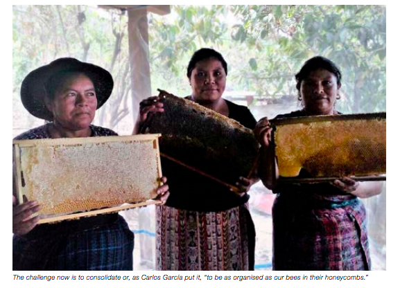 TAP_G20's tweet photo. Looking for an #InnovationStory on beekeeping?🐝
Read the one from the #EUfunded CDAIS project, implemented by @FAO & @AgrinaturaEu, on the move from traditional to #ModernBeekeeping in Guatemala 🇬🇹!
📗 https://t.co/XeQjmfy5Oe pag.118-123
#AgInnovation
@MagaGuatemala @aics_it https://t.co/f1IGGYdycU