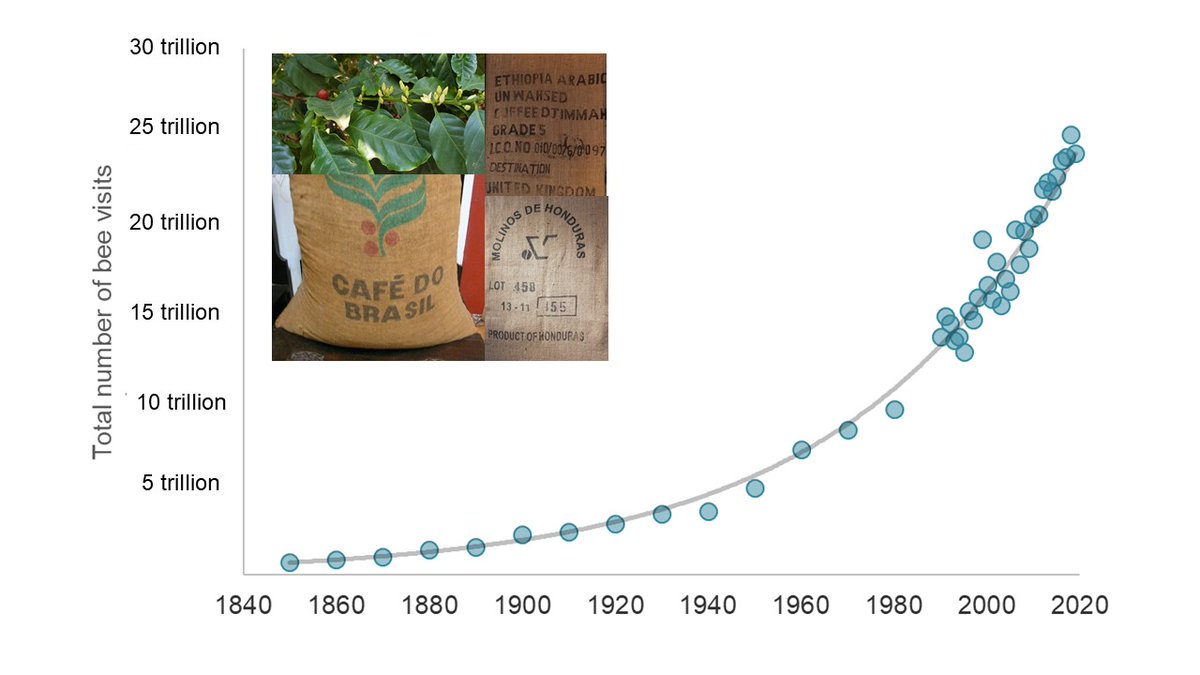 Prof. Jeff Ollerton - @JeffOllerton@ecoevo.social (@jeffollerton) on Twitter photo For #WorldBeeDay2021 here's an update of the coffee pollination figure from my book 'Pollinators & Pollination: Nature and Society' and a link to my recent podcast with <a href="/2Mblossoms/">2 Million Blossoms</a>
<a href="/ICOCoffeeOrg/">International Coffee Organization (ICO)</a> <a href="/FAO/">Food and Agriculture Organization</a> <a href="/IPBES/">ipbes</a> <a href="/DrKSTraynor/">Kirsten Traynor</a> <a href="/pelagicpublish/">Pelagic Publishing</a> #pollinators #bees
jeffollerton.co.uk/2021/05/20/for⦠For #WorldBeeDay2021 here's an update of the coffee pollination figure from my book 'Pollinators & Pollination: Nature and Society' and a link to my recent podcast with <a href="/2Mblossoms/">2 Million Blossoms</a>
<a href="/ICOCoffeeOrg/">International Coffee Organization (ICO)</a> <a href="/FAO/">Food and Agriculture Organization</a> <a href="/IPBES/">ipbes</a> <a href="/DrKSTraynor/">Kirsten Traynor</a> <a href="/pelagicpublish/">Pelagic Publishing</a> #pollinators #bees
jeffollerton.co.uk/2021/05/20/forā¦