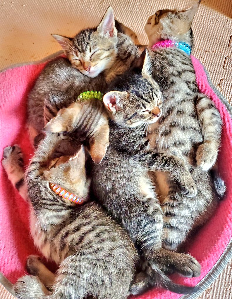 車庫で野良猫が赤ちゃんを産み 保護したが家で何をしてても30分置きに子猫ちゃんを吸いに行ってしまうツイ主さん Togetter 車庫で野良猫が赤ちゃんを産み 保護したが家で何をしてても30分置きに子猫ちゃんを吸いに行ってしまうツイ主さん Togetter