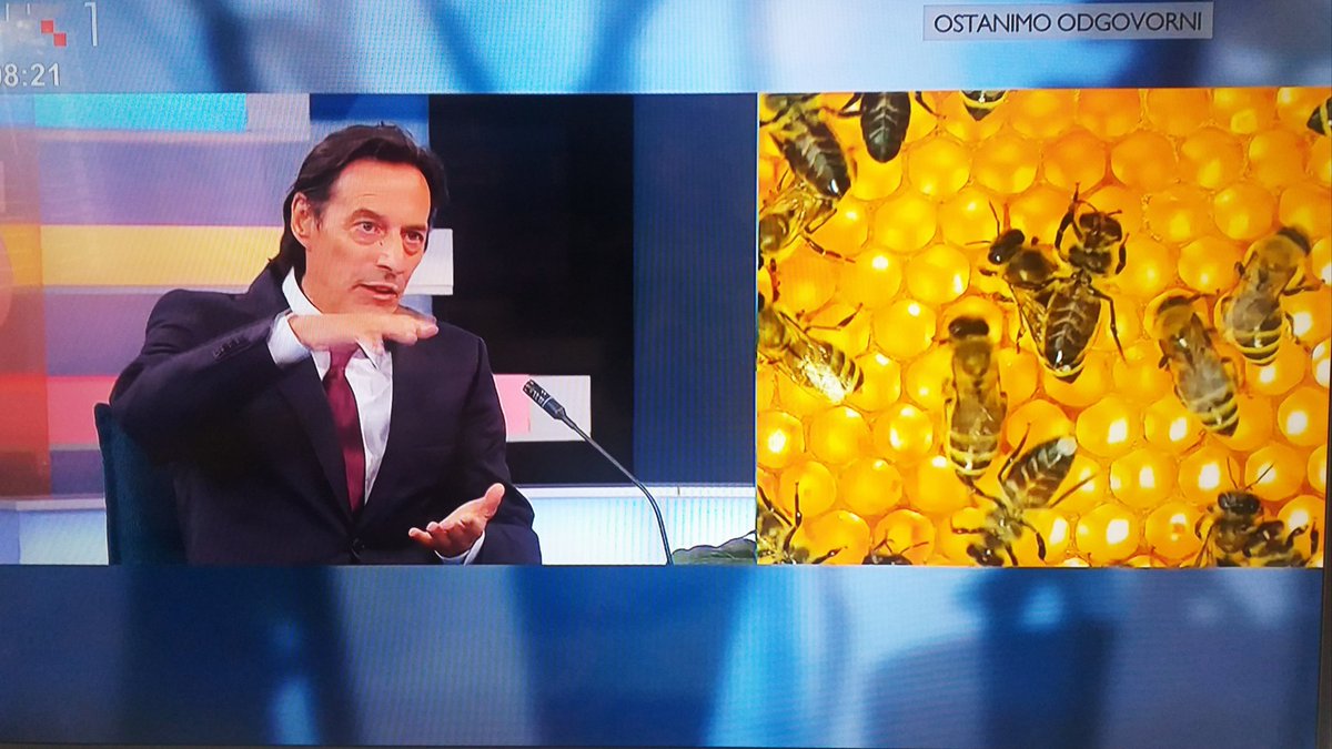 SLOinCRO's tweet photo. Danas obilježavamo @worldbeeday. Veleposlanik 🇸🇮 Vojislav Šuc je na "Dobro jutro Hrvatska" objasnio put od ideje do proglašenja Svjetskog dana pčela 🐝🐝🐝.
#Creativity4Sustainability #SaveTheBees
#2030isNow

📺https://t.co/a83YqAdyYl https://t.co/a1cWUu76wj